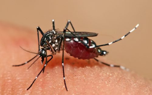Dengue Taiwan Meningkat, Indonesia Sumbang Kasus Terbanyak
