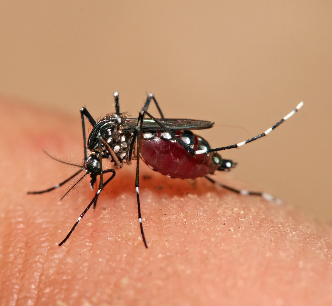 Nyamuk Aedes aegypti pembawa virus demam berdarah dengue di Taiwan